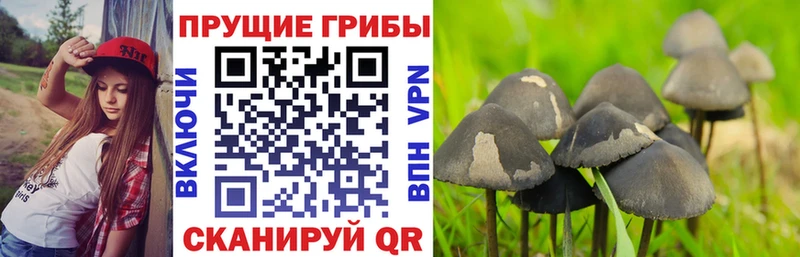 Галлюциногенные грибы ЛСД  Купить закладки  Снежногорск 